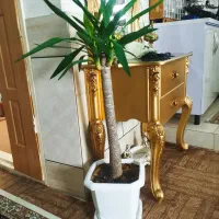 یوکا|گل و گیاه طبیعی|الیگودرز, |دیوار