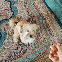 سگ پودل تریر