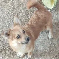 سگگ|سگ|یزد, |دیوار