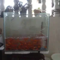 ماهی قرمز عید