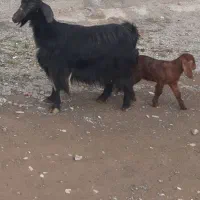 یک‌راس‌بزبزغاله‌جوان