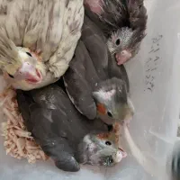 جوجه عروس سرلاکی تاج پرنسی