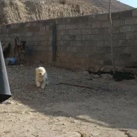 سگ پاکوتاه نژاد مالتیز|سگ|بجنورد, |دیوار