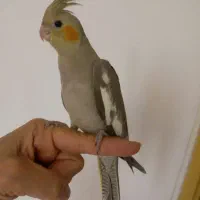 عروس هلندی رام