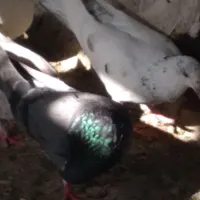 فقط ۱۰۰ هزار عمده