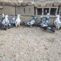 کبوتر سوسکی خوش هیکل|پرنده|گنبد کاووس, |دیوار