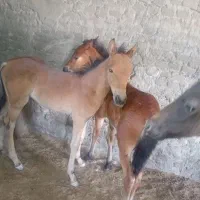 کره اسب و مادیون