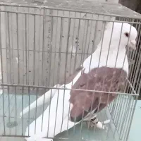 کبوتر دوکت|پرنده|فلاورجان, |دیوار