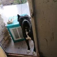 سگ پیتبول نگهبان