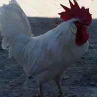 مرغ بلوچی ۶عدد خروس 1عددماکیان ۱عددگوچ|حیوانات مزرعه|ایرانشهر, |دیوار