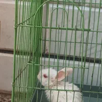 خرگوش لوپ مینیاتوری