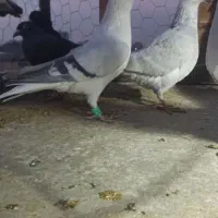 ساده افغانی کلکسیونی|پرنده|مشهد, توس (بلوار توس)|دیوار