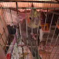 جفت عروس با تخم و جوجه (ارسال به مشهد هم دارم)