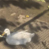 اردک و مرغ|حیوانات مزرعه|تهران, والفجر (افسریه)|دیوار