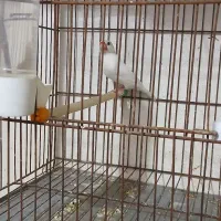 نرگسی نر بالغ مست|پرنده|رشت, تازه آباد|دیوار