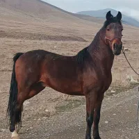 اسب کرد با مداراک