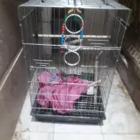 قفس پرنده