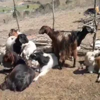 ۷ عدد بزنر (کل)با چهار عدد بز ماده