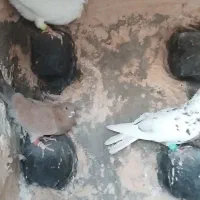 ۱۱ تا دونه ۲۰۰ دوتا هفت رنگ کاکولی ۸۰۰|پرنده|خوشاب, |دیوار