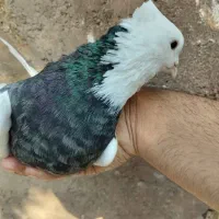 کبوتر طوقی|پرنده|شیروان (لرستان), |دیوار