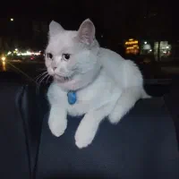 گربه سفید خوشکل