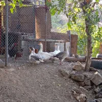 غاز محلی  یکی قوغاز