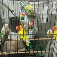 طوطی عروس کوتوله ملنگو مرغ عشق|پرنده|گلبهار, شهر جدید گلبهار|دیوار