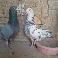 کبوتر|پرنده|خمینیشهر, |دیوار