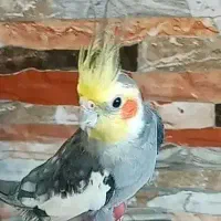 طوطی عروس نر سخنگو با قفس|پرنده|رشت, یخسازی|دیوار