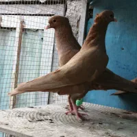 کفترکرمونی اصل ودرشت