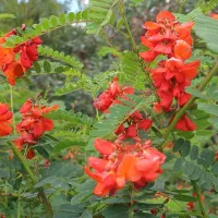 نهال سسبانیای سرخ