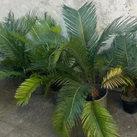 فروش گل سیکاس|گل و گیاه طبیعی|رشت, لاکانی|دیوار