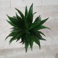 گل و گیاه، زیبا|گل و گیاه طبیعی|رشت, جهاد|دیوار