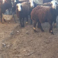 گوسفند|حیوانات مزرعه|هشتگرد, تهران دشت|دیوار