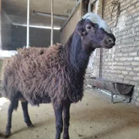 بره قوچ بی گوش