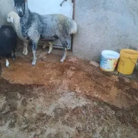 بره چاق حدود ۸۰ تا ۹۰کیلو  کیلوی ۶۶۰