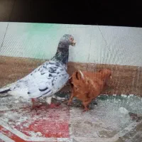 هفرنگ یاقره هفرنگ درشت سالم