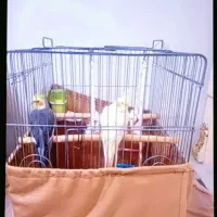 عروس هلندی نرو ماده مولد