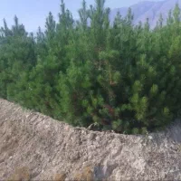 نارنج درجه یک|گل و گیاه طبیعی|شیراز, صنایع الکترونیک|دیوار