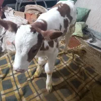 گاو شیری|حیوانات مزرعه|طاغنکوه, |دیوار