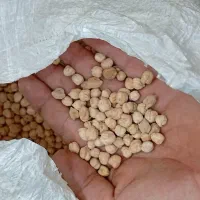 نخود دیمی الیگودرز
