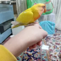 کوتوله فول دستی صورت هلویی|پرنده|مشهد, ابوذر|دیوار