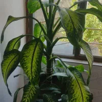 گل دیفن|گل و گیاه طبیعی|بانه, |دیوار