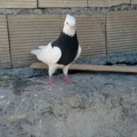 جوجه تازه دونخور شده نر هست خفت خفت عتیقه|پرنده|ایذه, |دیوار