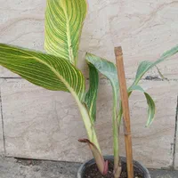 انواع گل‌های آپارتمان و ویلایی|گل و گیاه طبیعی|رشت, عینک|دیوار