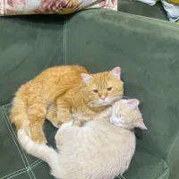 دو عدد گربه|گربه|اهواز, گلستان|دیوار