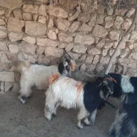 بیگ دوبری و تخمی