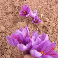 زعفران کاشت خودم