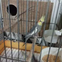 یک جفت عروس هلندی مولد