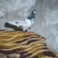 کاشانی سری250